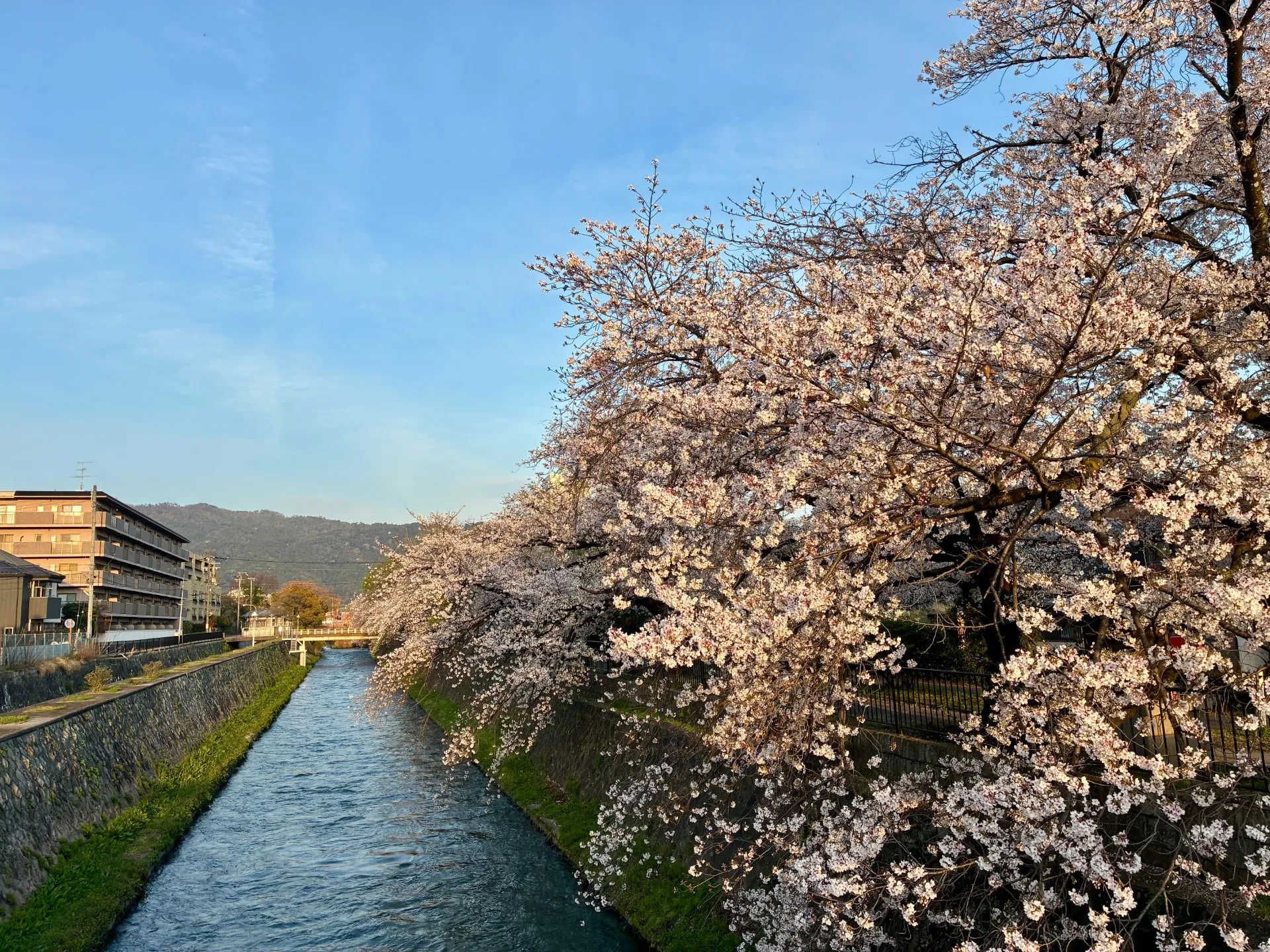 やわらかな春の京都