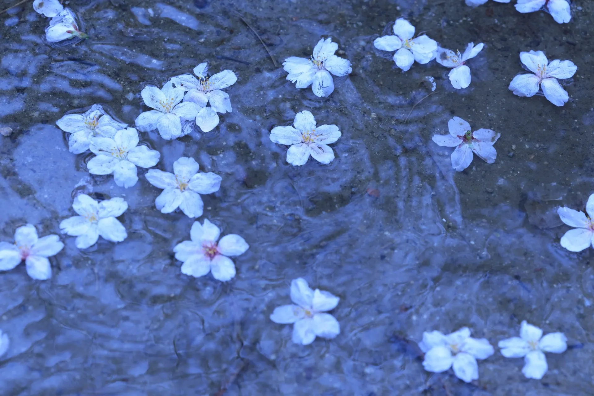 水の音が残る朝